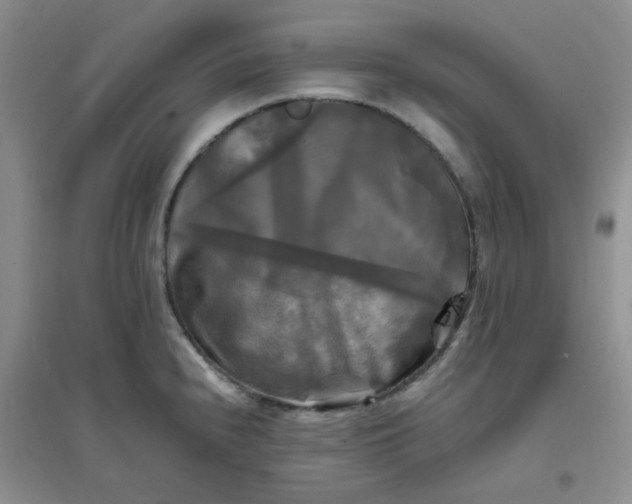 X0000096381240200802071506