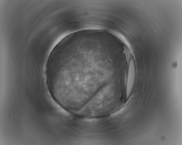 X0000096381243200802071506