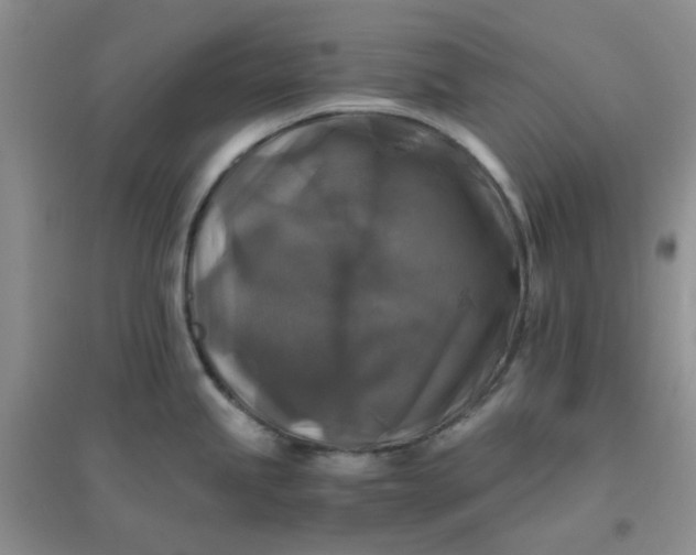 X0000096381245200802071506