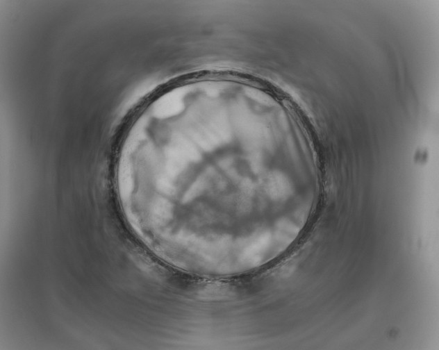 X0000096381263200802071505