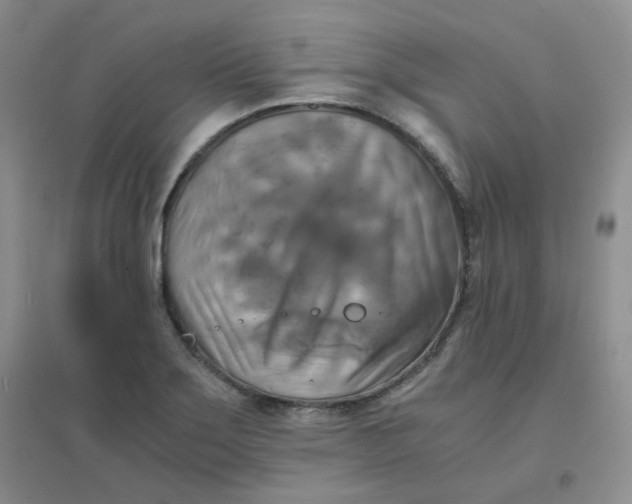 X0000096381275200802071505