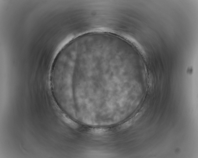 X0000096381278200802071505