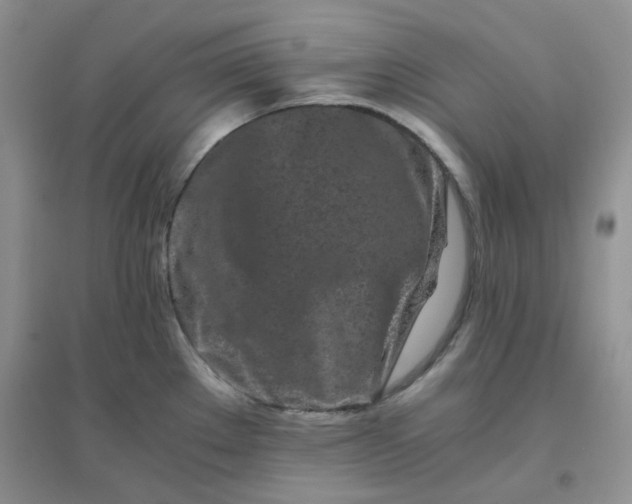 X0000096381289200802071505