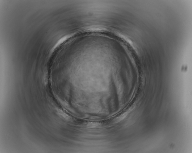 X0000096381306200802071504