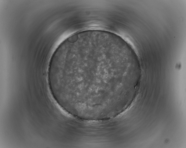 X0000096381333200802071504