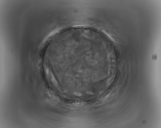 X0000096381351200802071504