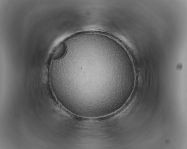 X0000096381358200802071503