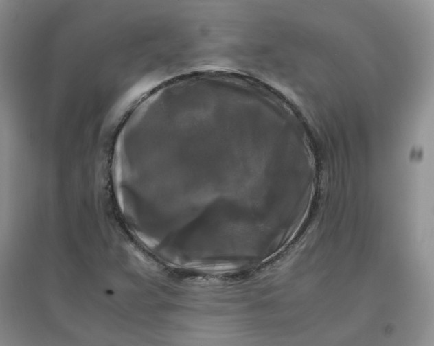 X0000096381359200802071503