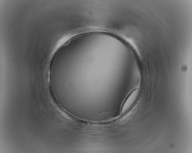 X0000096381365200802071503