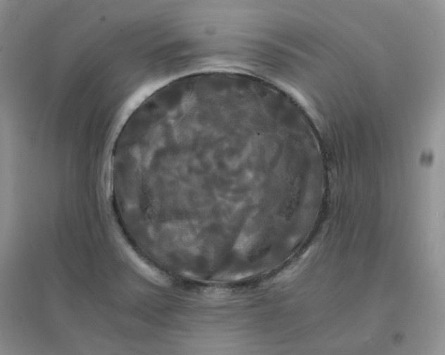 X0000096381371200802071503