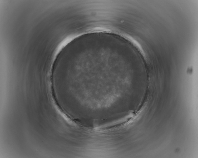 X0000096381373200802071503