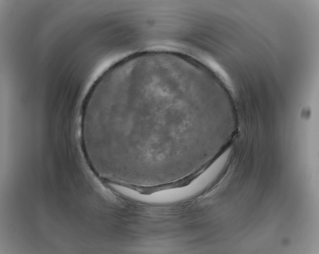 X0000096381376200802071503