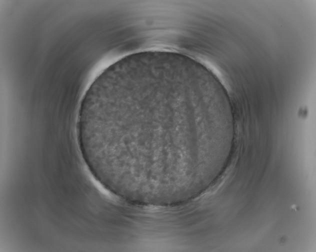 X0000096381379200802071503