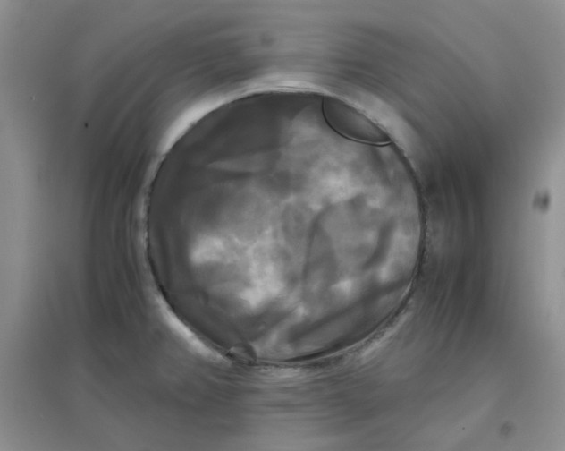 X0000096381382200802071503