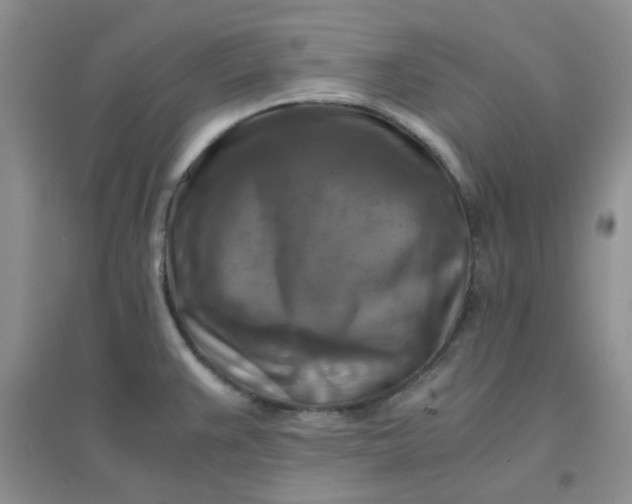 X0000096381383200802071503