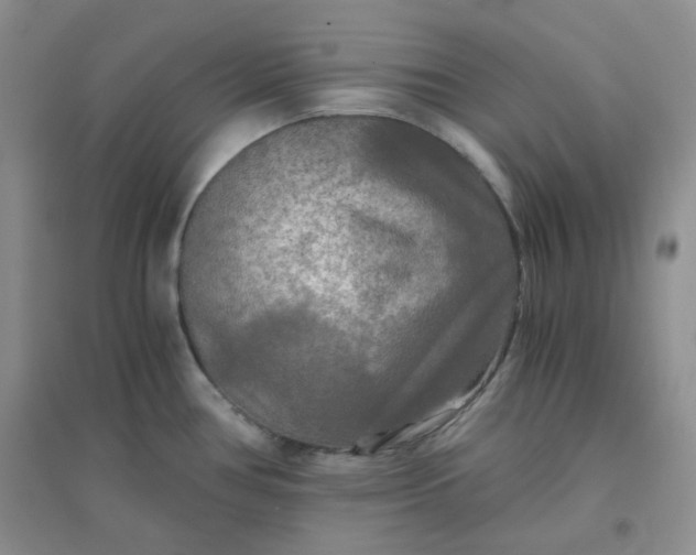 X0000096381386200802071503