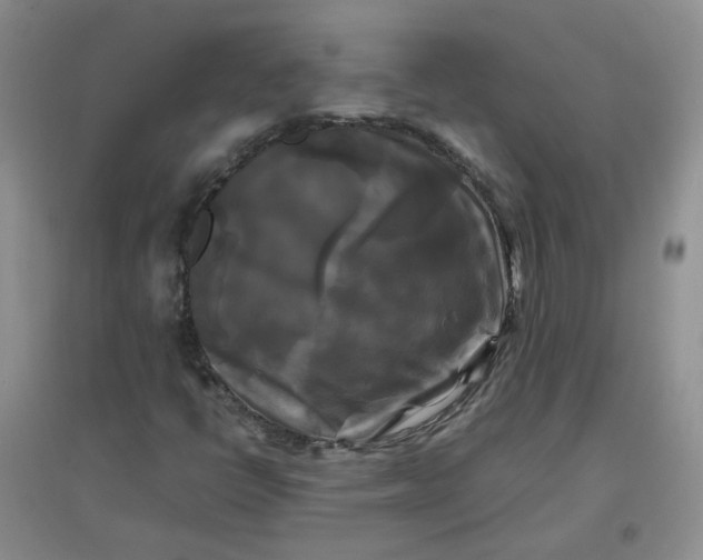 X0000096381398200802071502