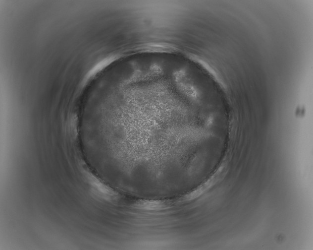 X0000096381402200802071502