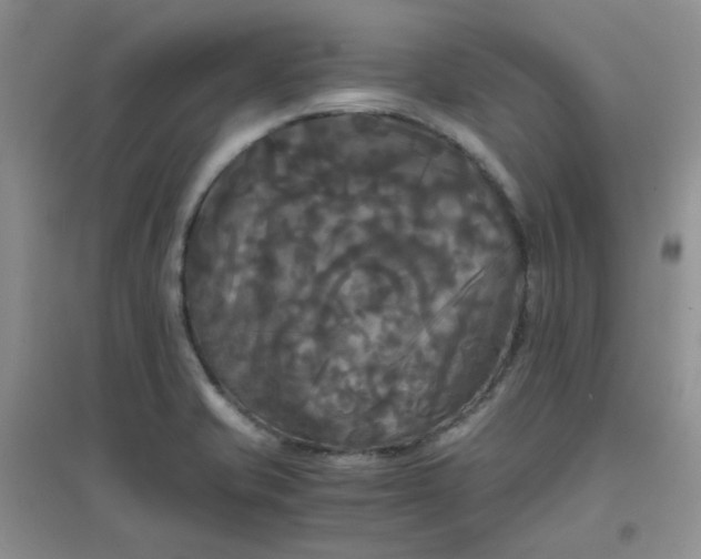 X0000096381421200802071503