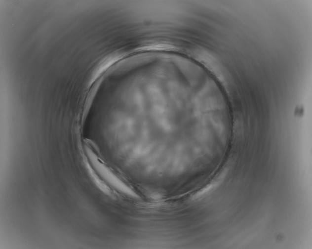 X0000096381425200802071503