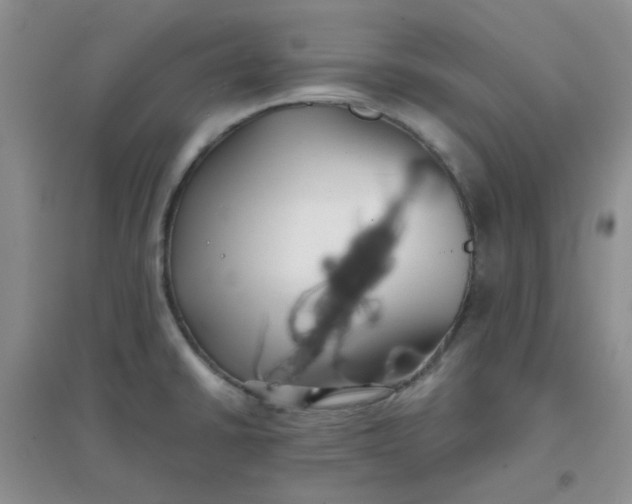 X0000096381430200802071503