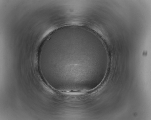 X0000096381450200802071502