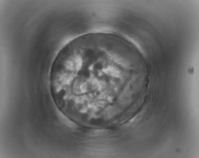 X0000096381471200802071502