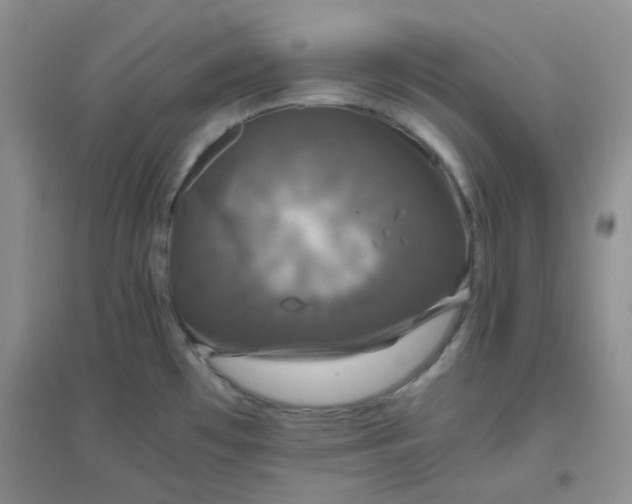 X0000096381481200802071502