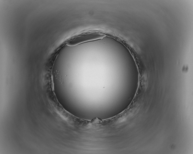 X0000096381496200802071501