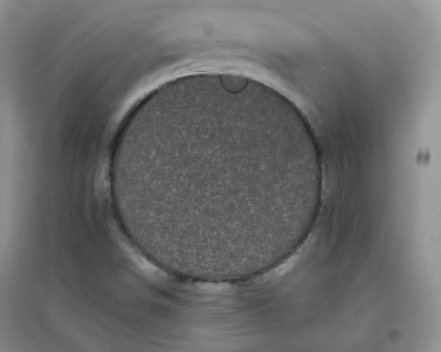 X0000096381498200802071501