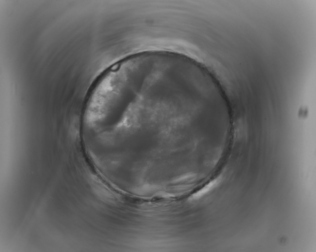 X0000096381505200802071501