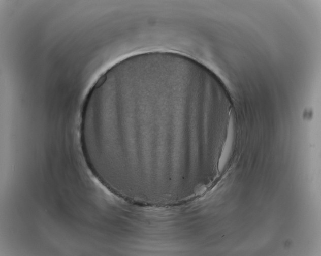 X0000096381508200802071501