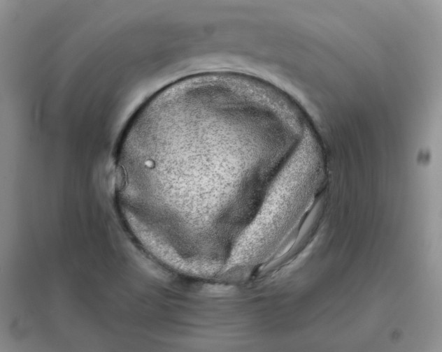 X0000096381509200802071501