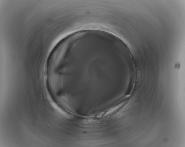 X0000096381515200802071501