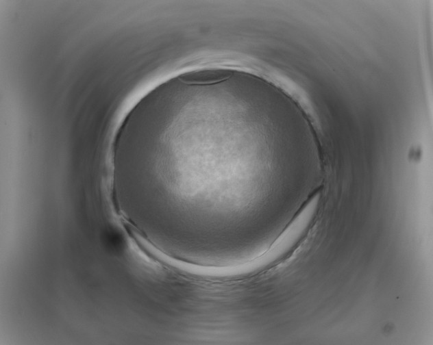 X0000096381520200802071501