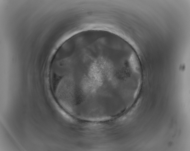 X0000096381525200802071501