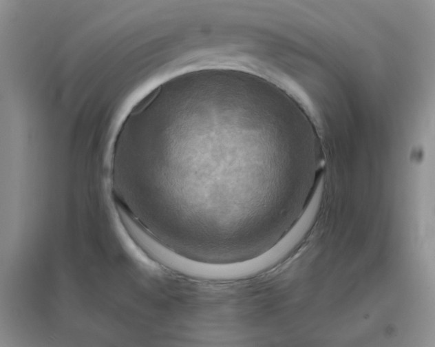 X0000096381528200802071501