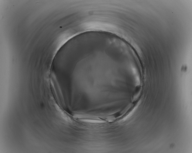 X0000096381529200802071501