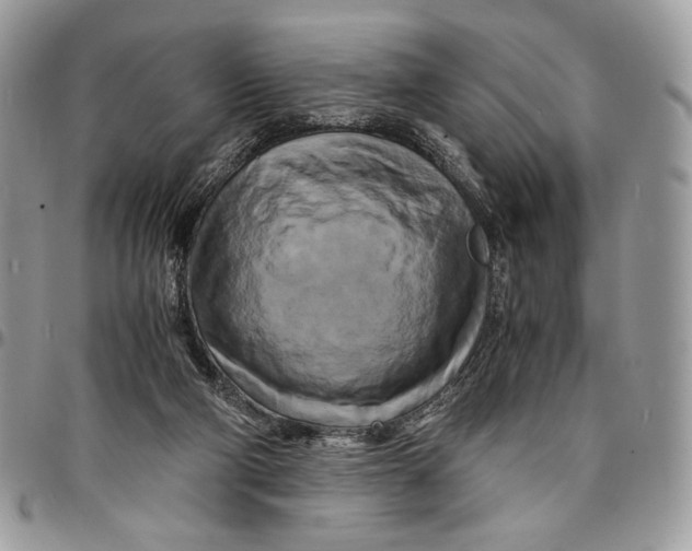 X0000096380114200802141440