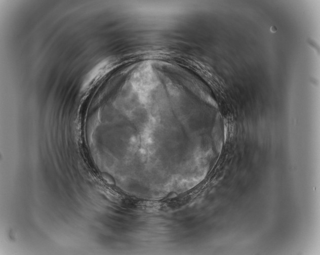 X0000096380339200802141436