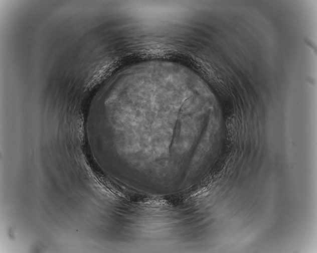 X0000096380642200802141432