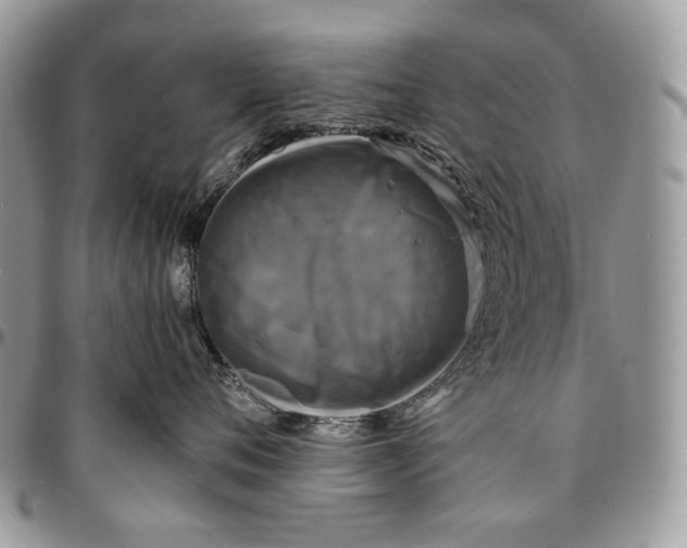 X0000096380720200802141431