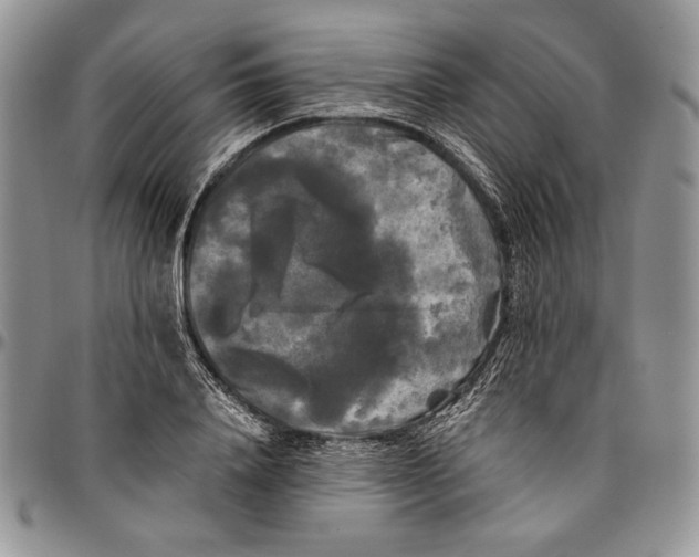 X0000096380840200802141429