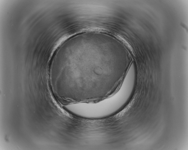 X0000096380989200802141427