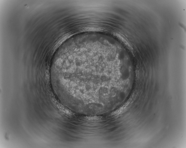 X0000096381025200802141426