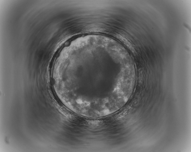 X0000096381031200802141426