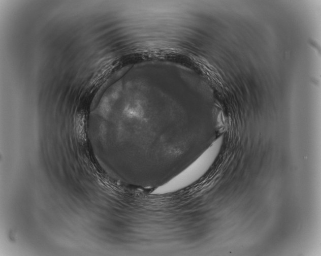 X0000096381060200802141426