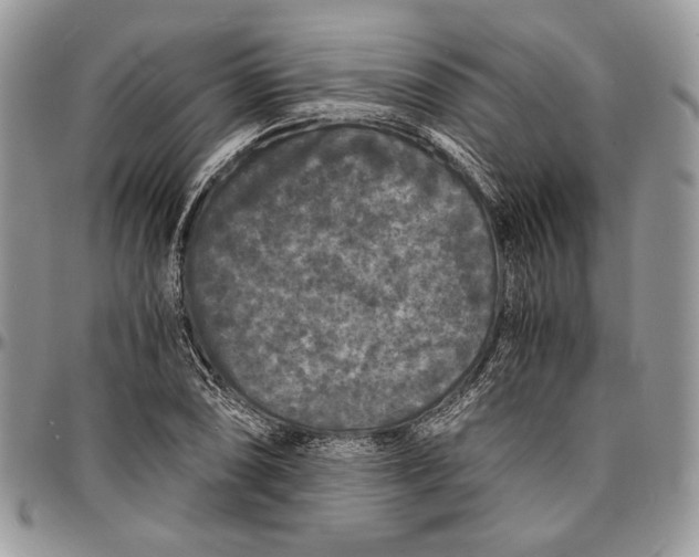 X0000096381074200802141425