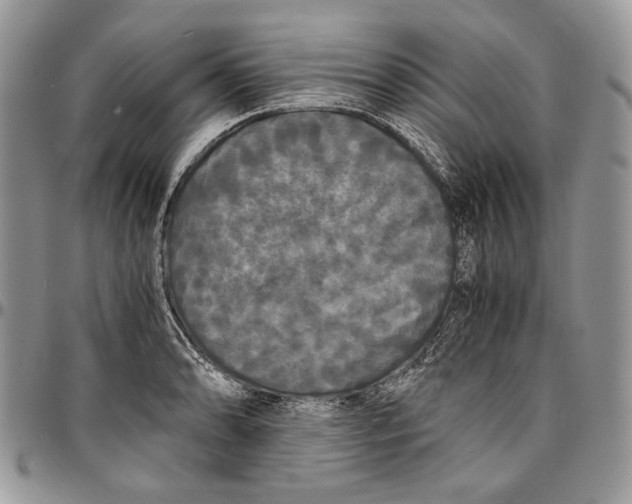 X0000096381086200802141425