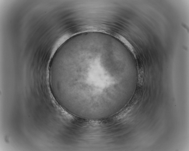 X0000096381096200802141425